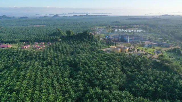 20250429-eagle-high-plantations-kantongi-pendapatan-rp-127-triliun-pada-kuartal-i-2025