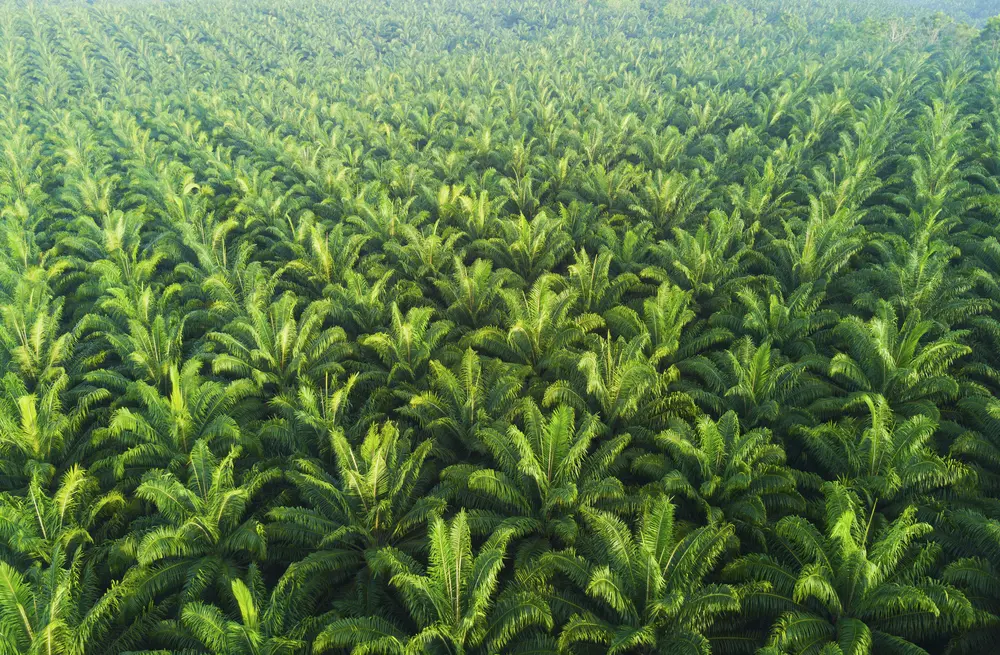 Crude palm oil & palm kernel plantation
