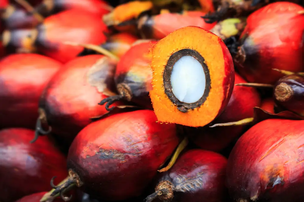 Palm kernel