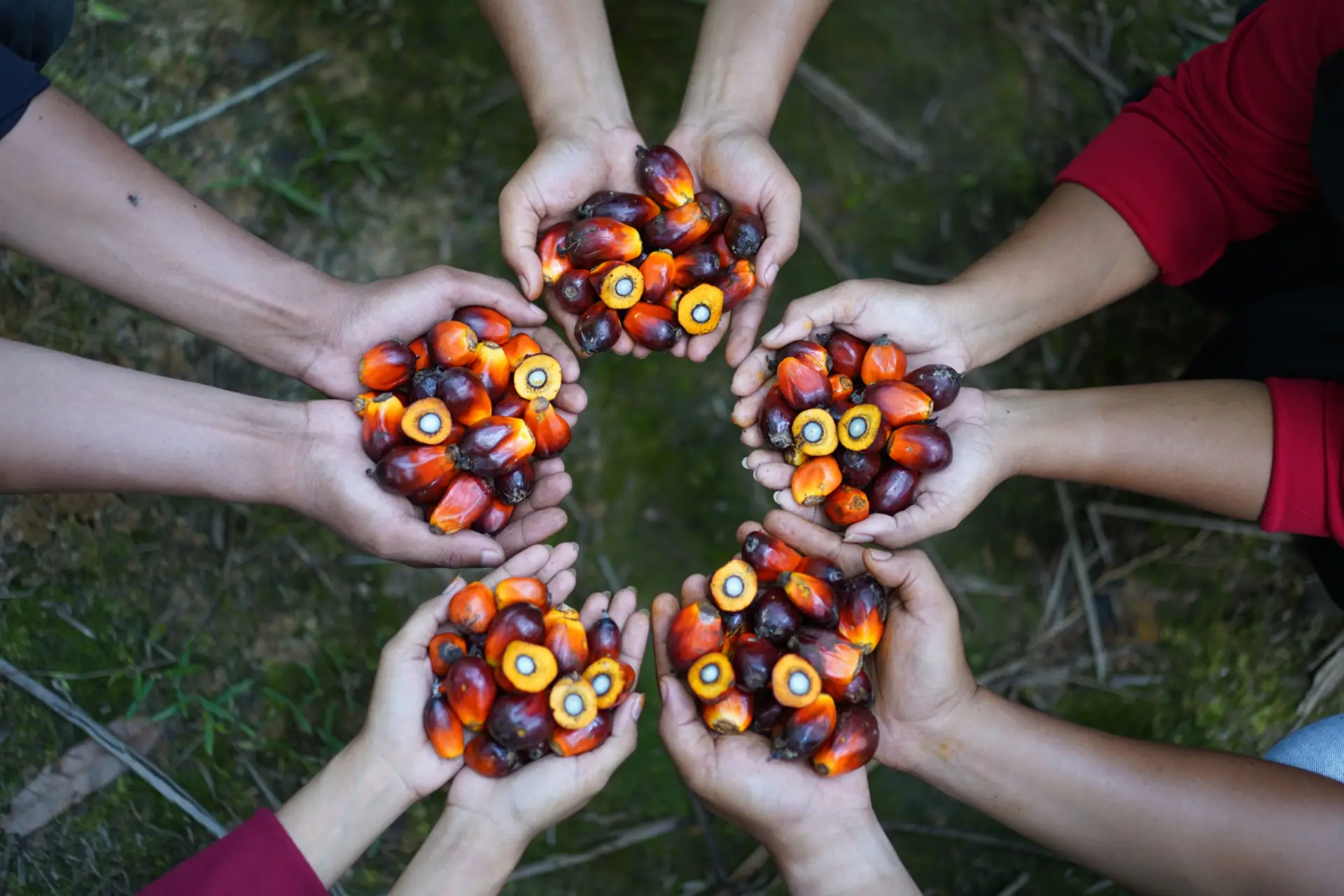 Panen sawit kolaborasi ehp