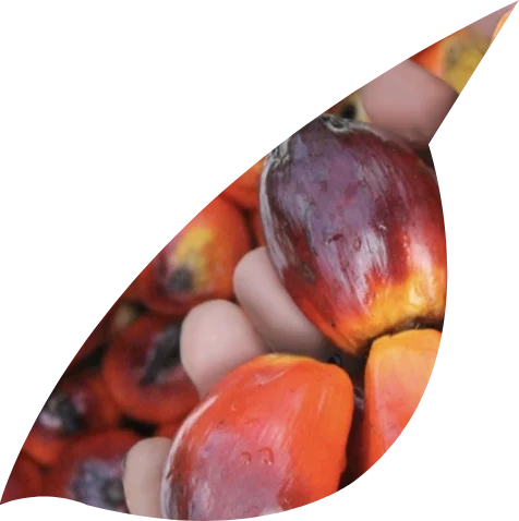 Buah sawit segar ehp