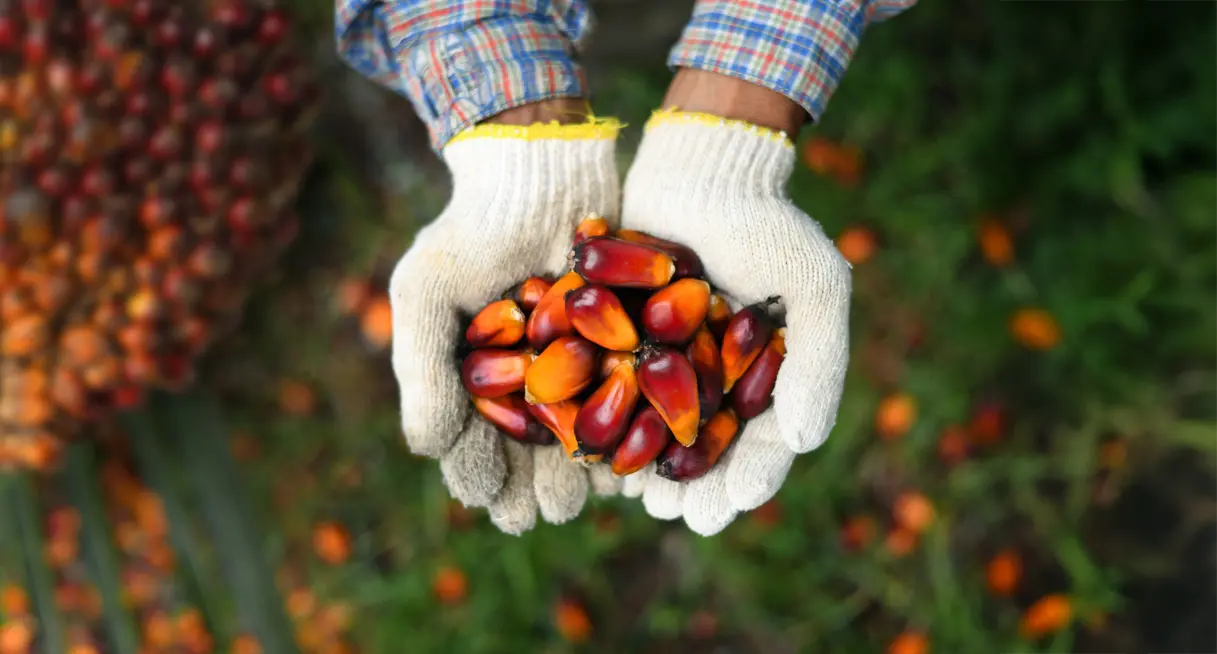 Ehp tangan petani memegang buah kelapa sawit