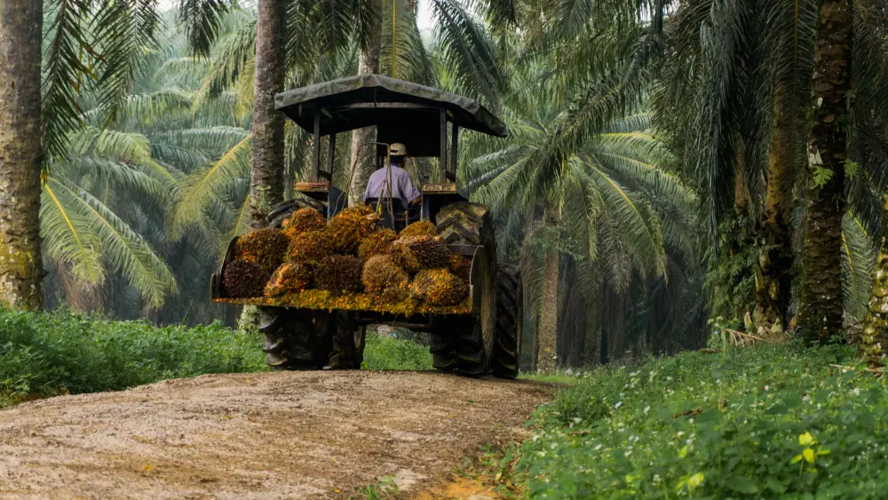 Kebun sawit ehp kalimantan