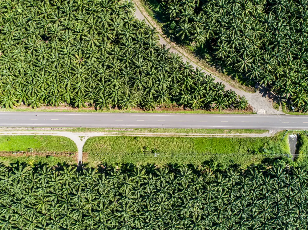 Kebun sawit ehp papua