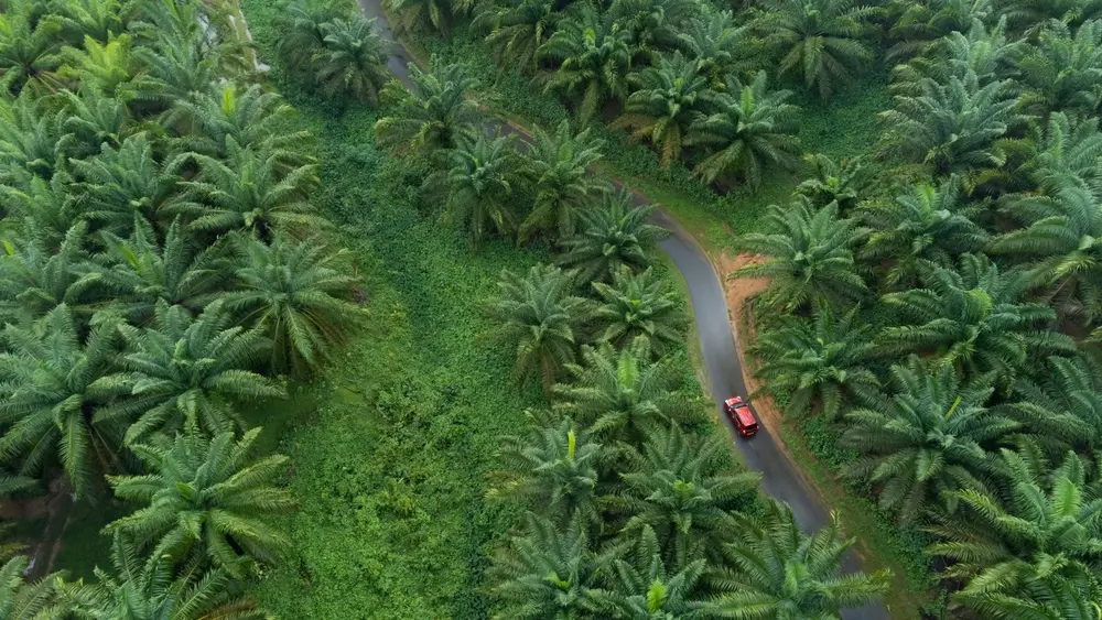 Kebun sawit ehp sumatera
